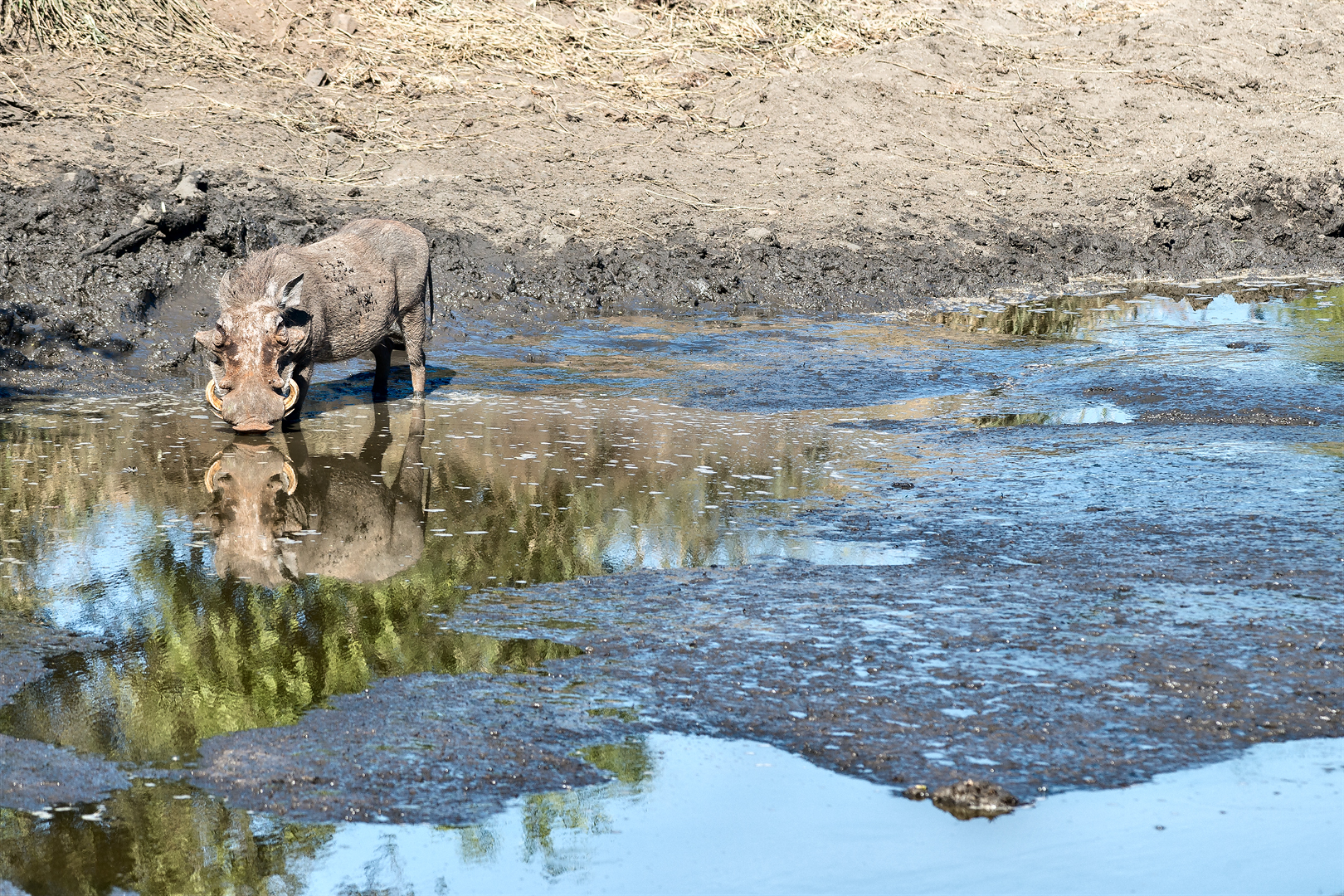 Kruger 346 copia